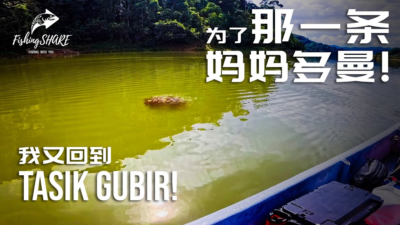 【FishingShare】为了那条能放上大腿的妈妈多曼，我又回到TASIK GUBIR| For that MAMA TOMAN big enough to lay across my thigh!