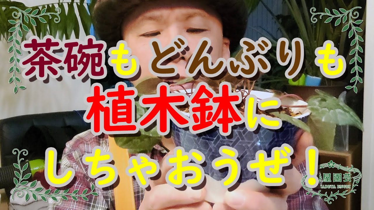 茶碗もどんぶりも植木鉢にしちゃおうぜ！