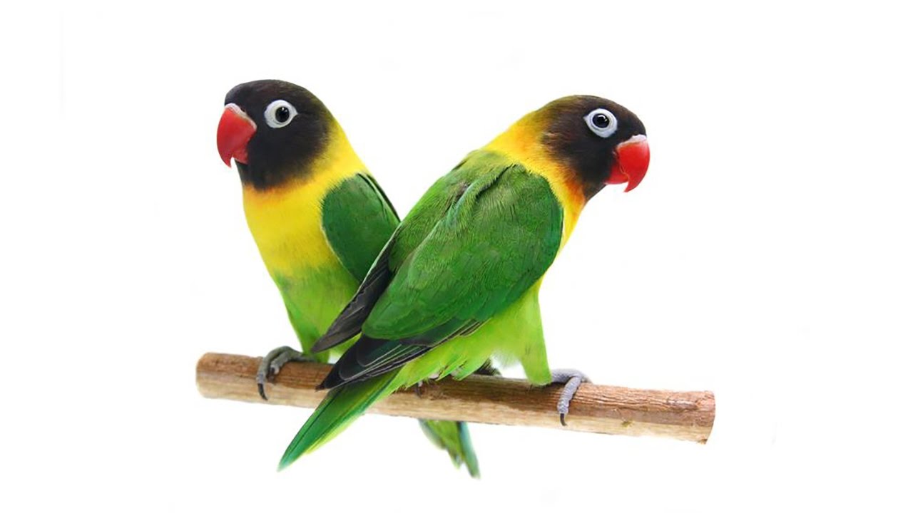Black Masked Lovebirds or Yellow Collared Lovebirds-Agapornis Personatus