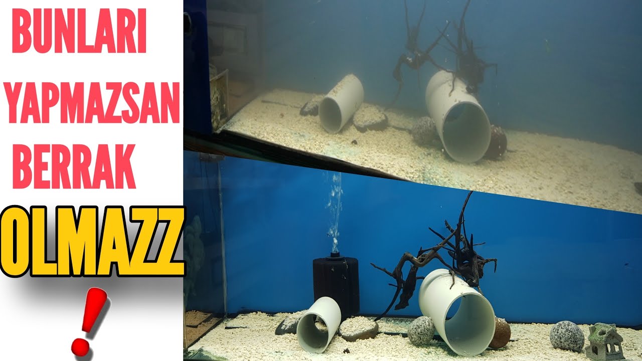 BUNU YAP AKVARYUM BERRAK OLSUN, akvaryum balıkları