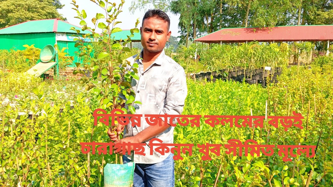 বিভিন্ন জাতের কলমের বড়ই চারাগাছ কিনুন সীমিত মূল্যে | আপেল কুল–বল সুন্দরী–ভারত সুন্দরী 01731870335