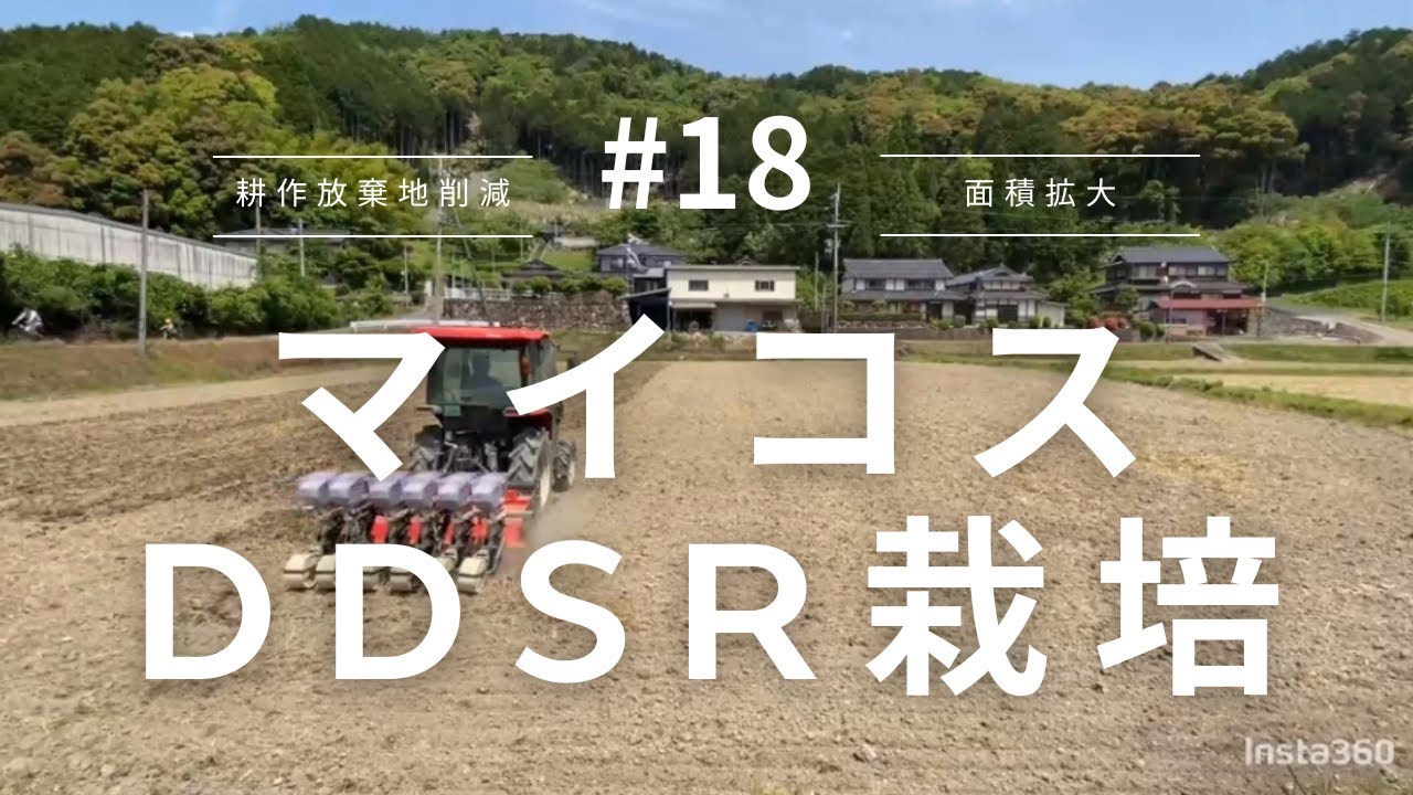 【マイコス】マイコス菌を使った水を使わない田植え？DDSR栽培に挑戦しました！【農業】
