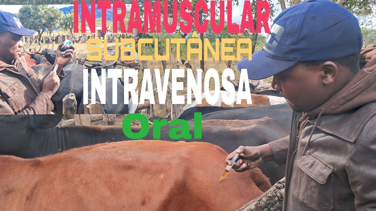 ONDE DEVO APLICAR INJECÇÃO EM BOVINO? [vias de administração dos fármacos]. Agropecuária em Moçambiq