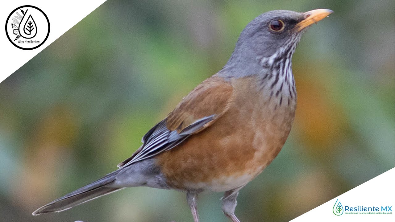 CANTO y VOZ Mirlo Dorso Canela (Turdus rufopalliatus) 