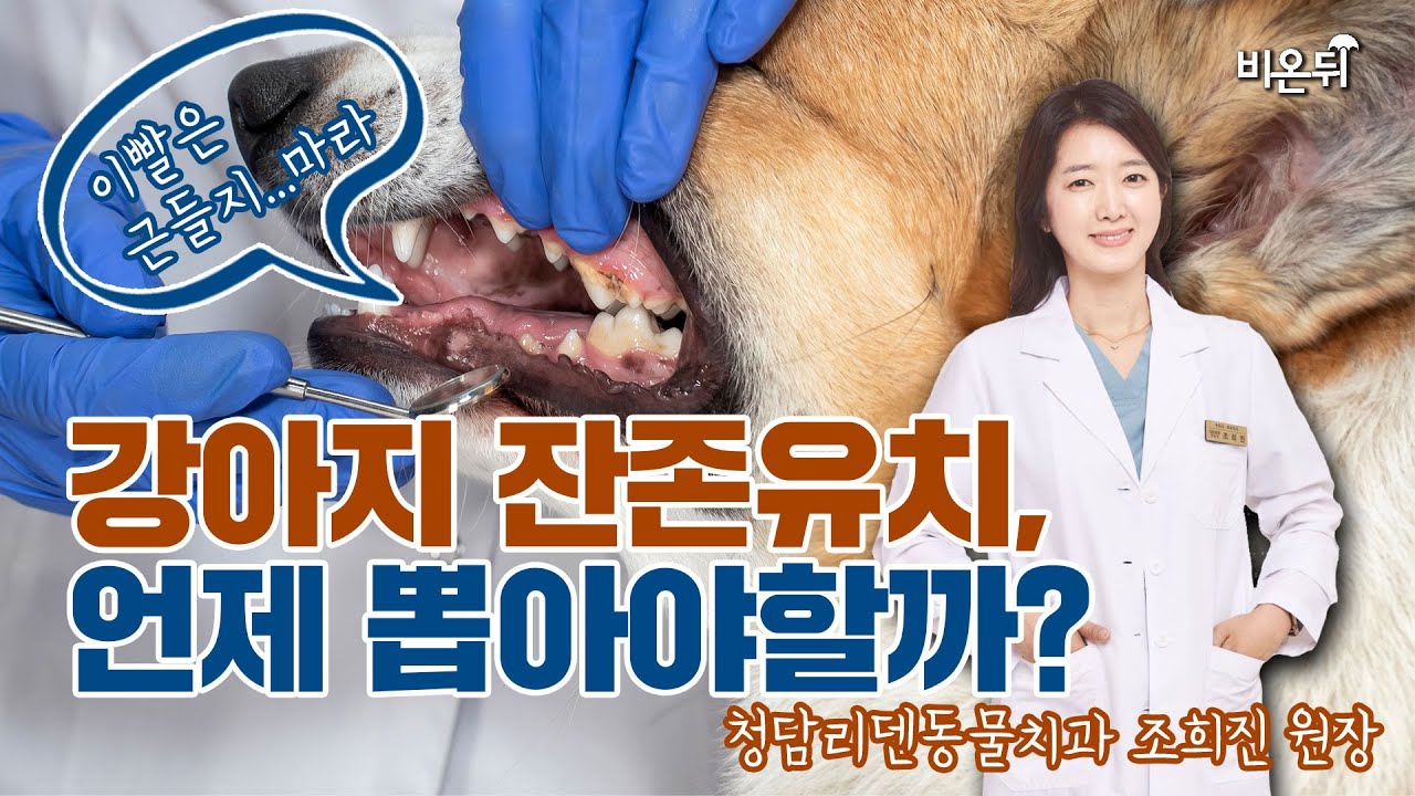 강아지 잔존유치는 언제 뽑아야할까? - 치과, 동물치과의사 청담리덴동물치과 조희진 원장
