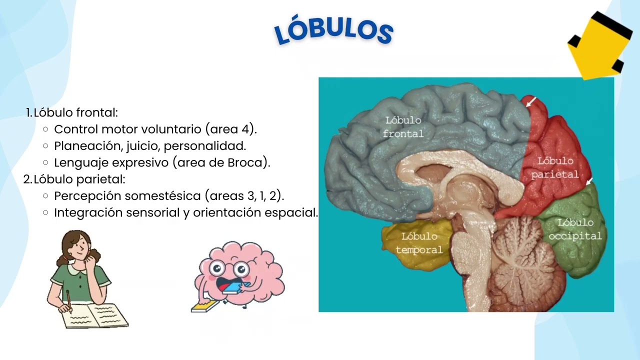 LA CORTEZA CEREBRAL EL CENTRO DEL PENSAMIENTO