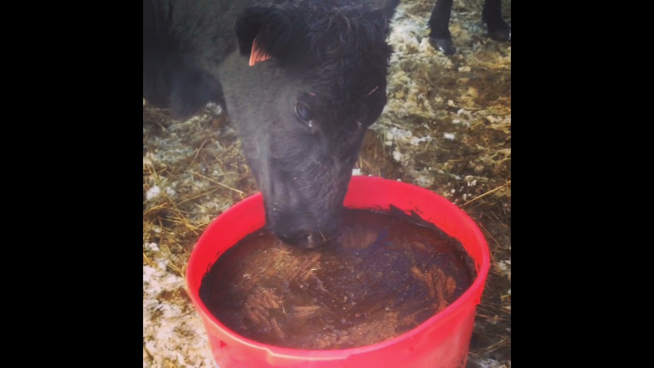 Cattle enjoying mineral tubs