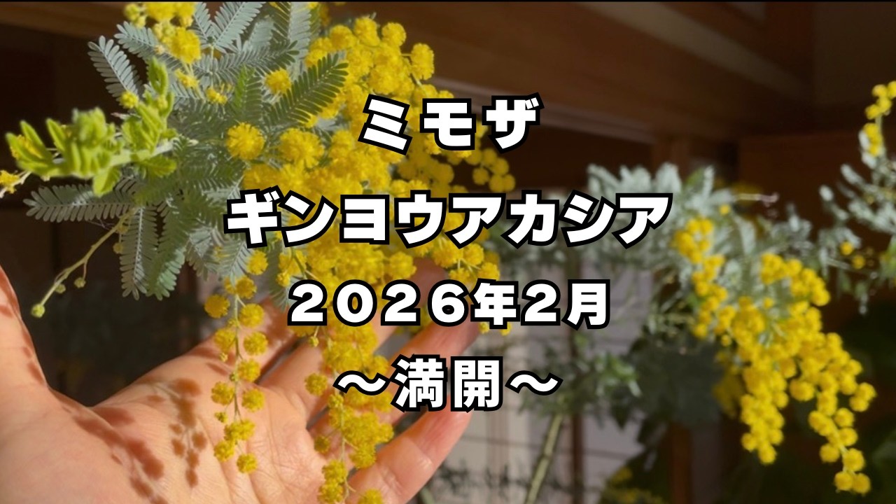 【ギンヨウアカシア】2026年2月ミモザが満開。今年も綺麗に咲きました。