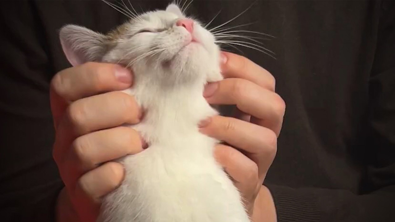 ASMR: Cat Purring for Soul Healing