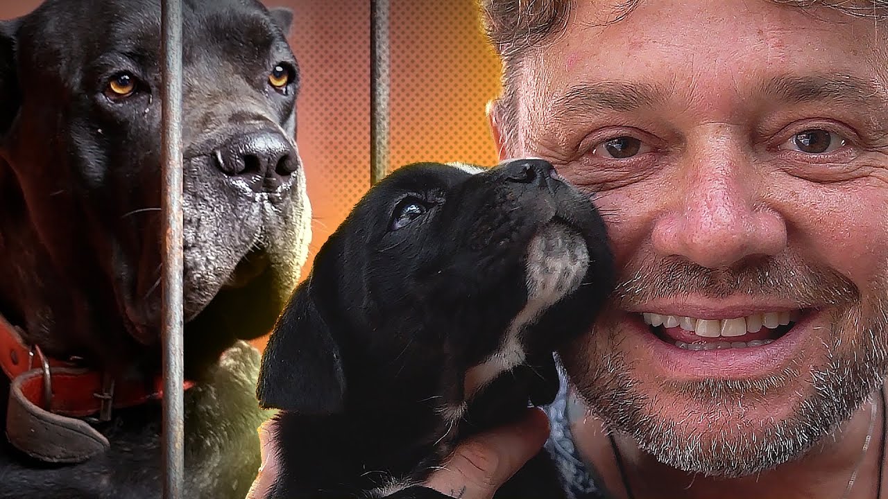 FILHOTES DE CANE CORSO, FILA E ROTTWEILER! | A CASA DOS BICHOS
