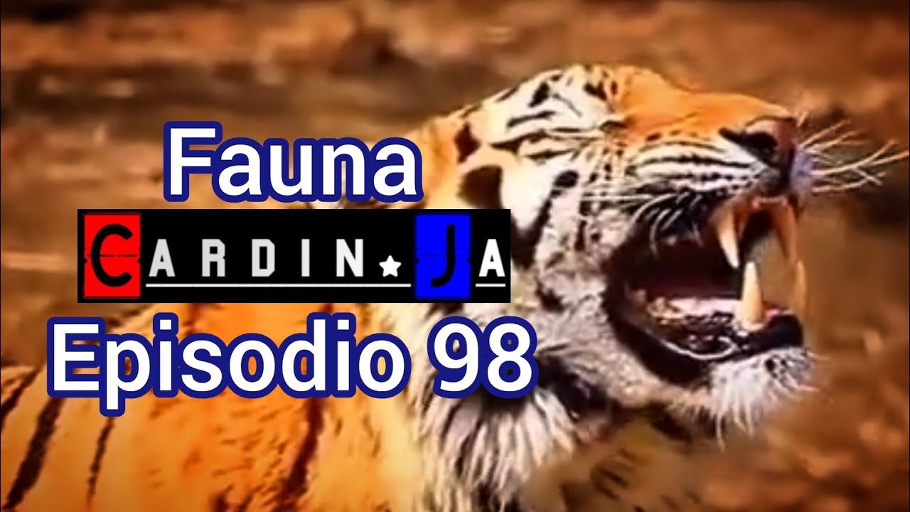 Fauna CardinJa Episodio 98
