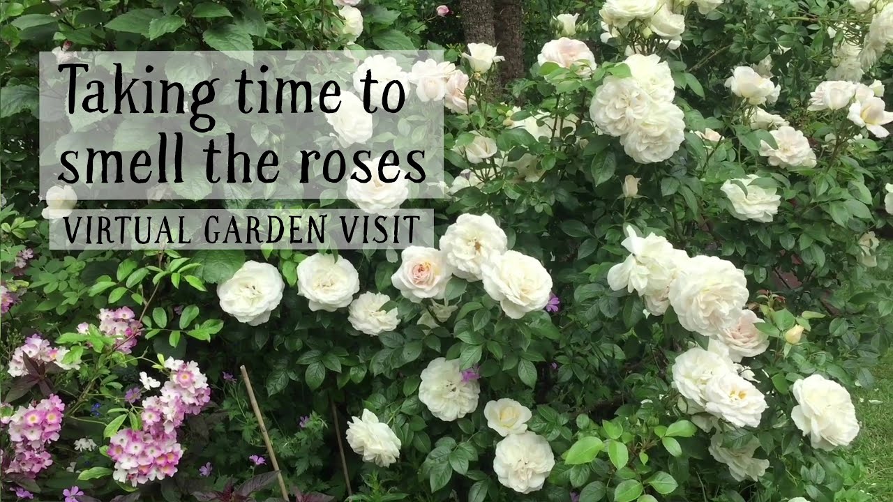 Wildwood, Surrey: taking time to smell the roses