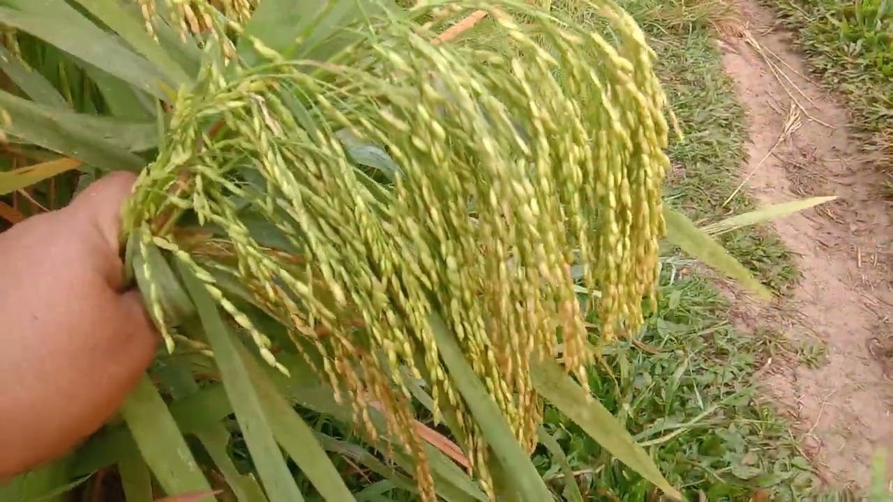 PENAMPAKAN PADI MAPAN, JAPONICA,UB2 BATUTA, SEMBADA, ASURA 80 HST 2023