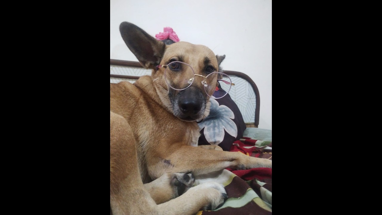 SUGAR KI MASTI | DOG LIVE STREAM | FUNNEY VIDEOS