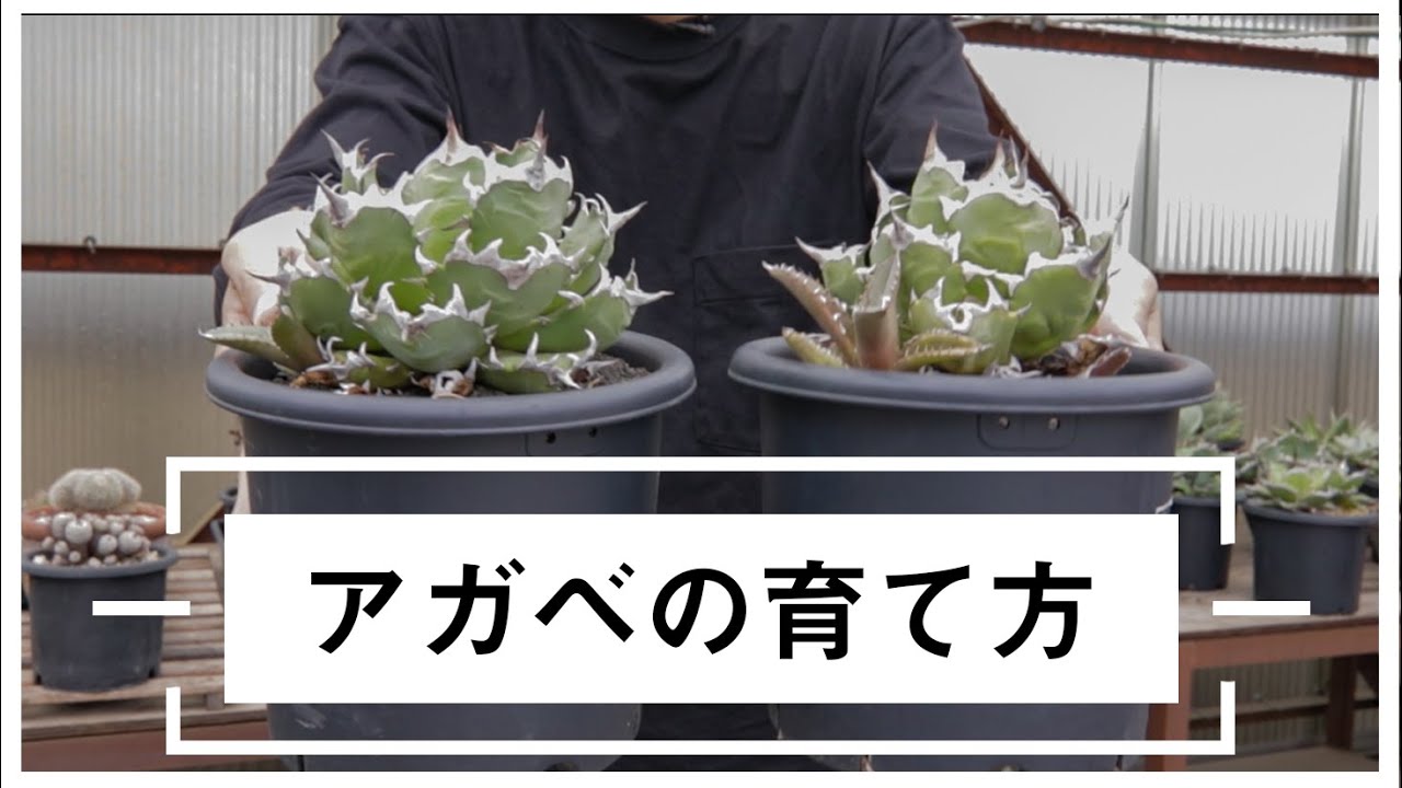 アガベの育て方を基礎から徹底解説【チタノタで比較】