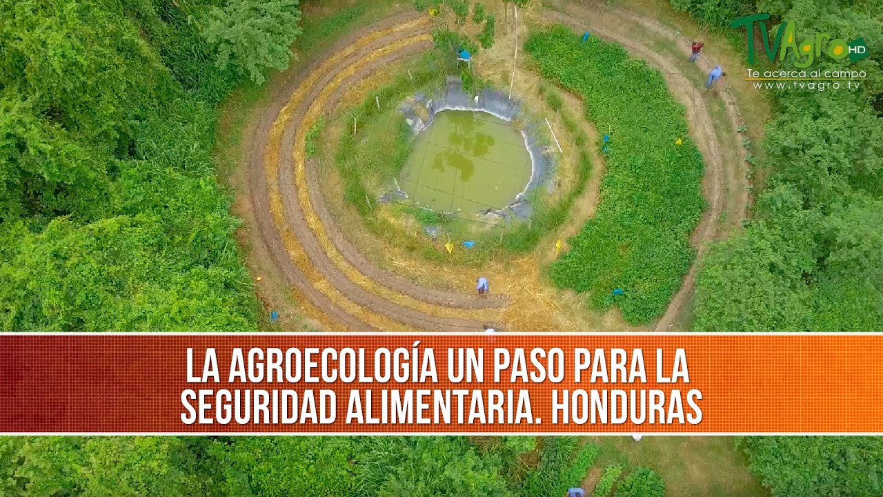 La Agroecología un Paso para la Seguridad Alimentaria- TvAgro por Juan Gonzalo Angel