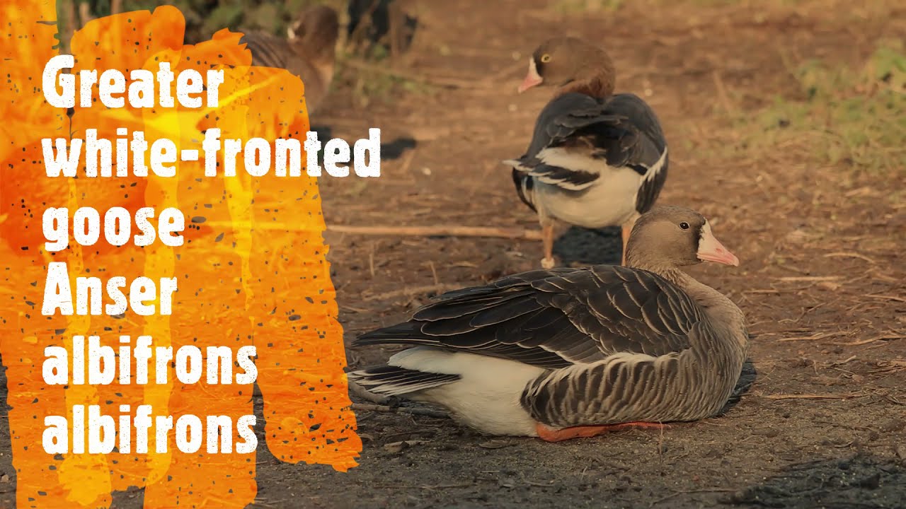 Greater white fronted goose (Anser albifrons albifrons)
