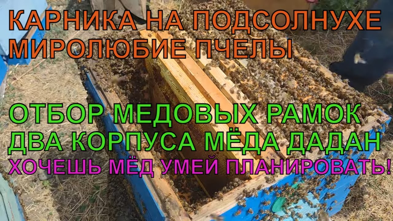 КАРНИКА в деле ДВА КОРПУСА МЁДА ДАДАН отбираю рамки на откачку ЕСЛИ ХОЧЕШЬ МЁД ты обязан это знать✅🍯