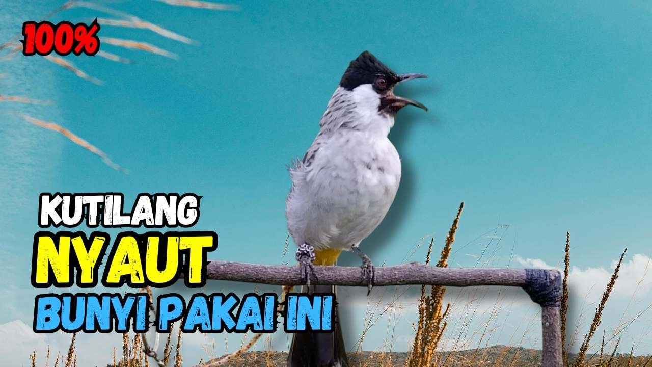 Suara Burung Kutilang FIGHTER Gacor  Cocok Untuk Pancingan Agar Bunyi