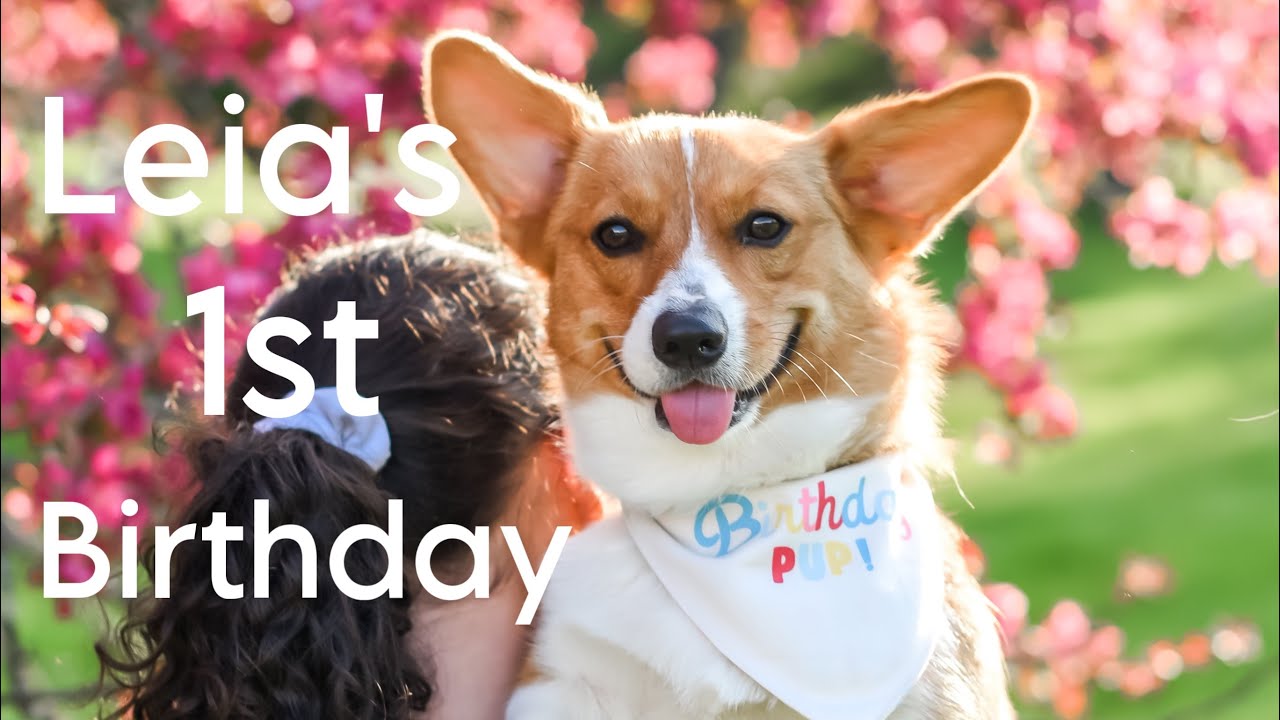 My Corgi’s 1st Birthday (Leia’s 1st Birthday)