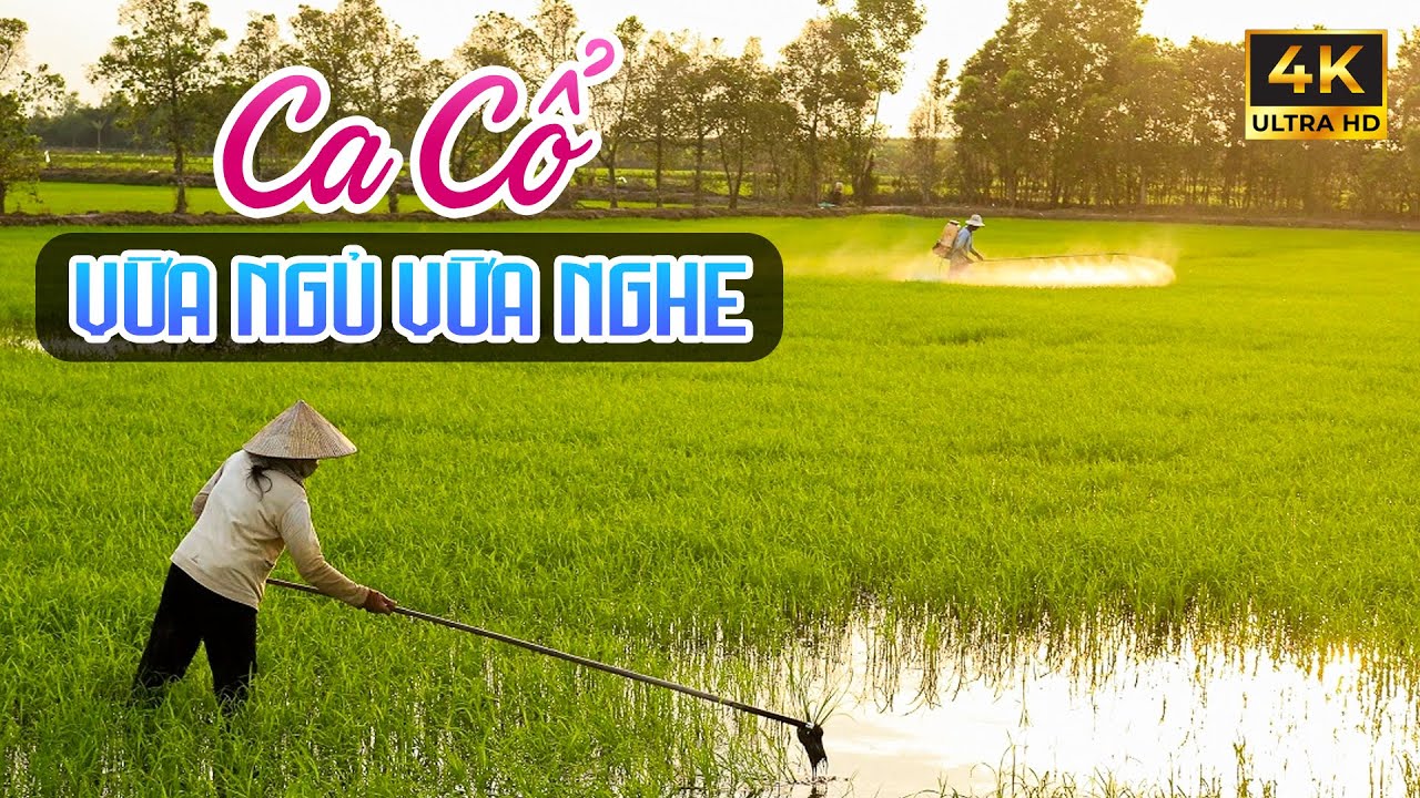 Vừa Ngủ Vừa Nghe Ca Vọng Cổ Hơi Dài Ngắm Cảnh - Ca Cổ Cải Lương Ru Ngủ Về Đêm Cực Hay🌾Tân Cổ Dân Ca