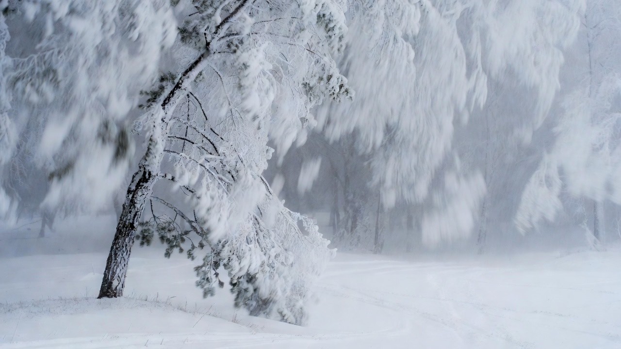 When Winter Hits Carolina  The Great Snowstorm of 2026