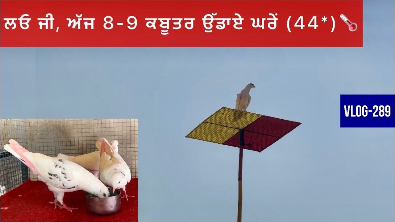 ਲਓ ਜੀ, ਅੱਜ ਘਰੇਂ 8 ਕਬੂਤਰ🕊️ਉੱਡਾਏ|| 2 ਕਬੂਤਰੀਆਂ ਪਾਣੀ ਤੇ, ਬਾਕੀ ਸੁੱਕੇ|| ਤੇ ਟੂਸੇ-ਡੰਡੇ ਆਲੀ ਕਬੂਤਰੀ ਸਾਂਭ ਦਿੱਤੀ