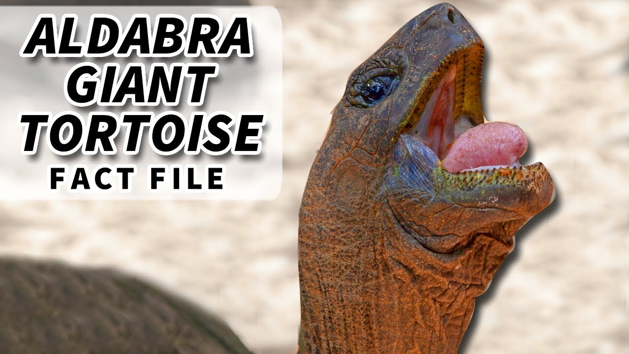 Aldabra Giant Tortoise Facts: Galapagos Tortoise RIVAL 🐢