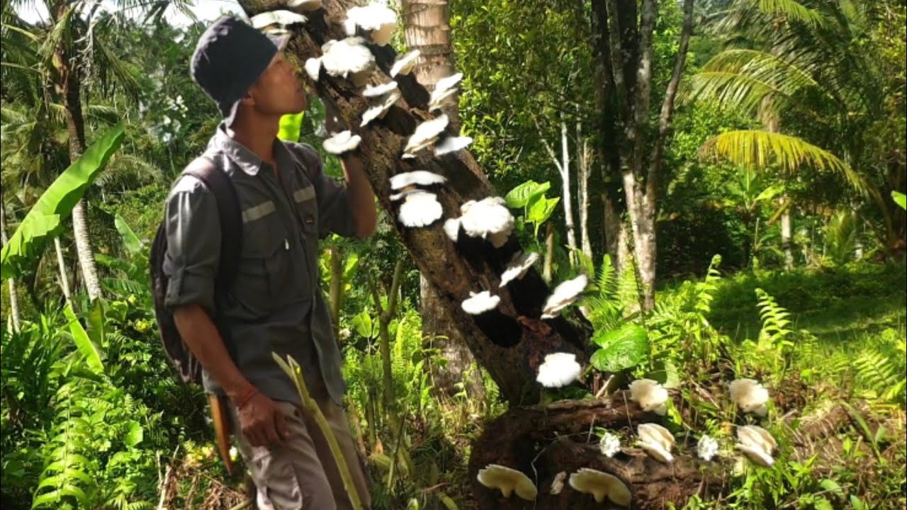 BEST WILD MUSHROOM RECIPE - COOKING VERY DELICIOUS WILD MUSHROOM | WILDERNESS COOKING