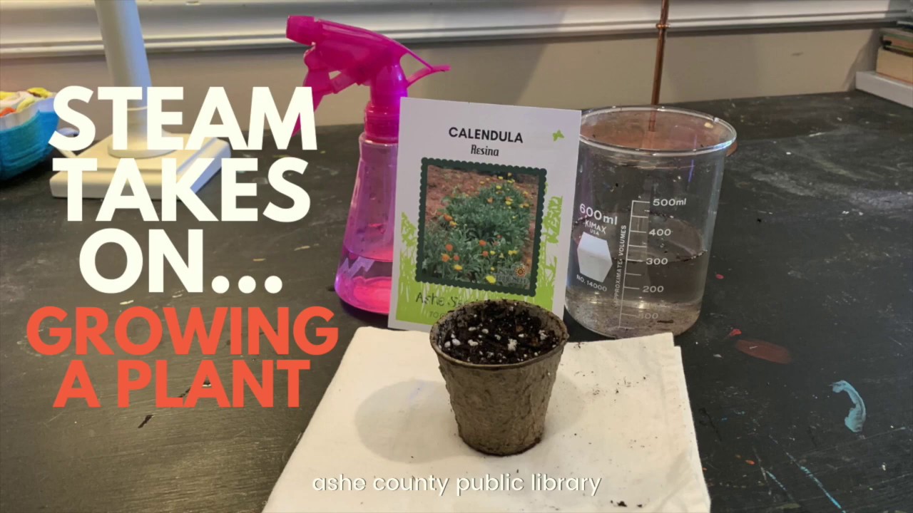 STEAM Takes On... Growing a Plant