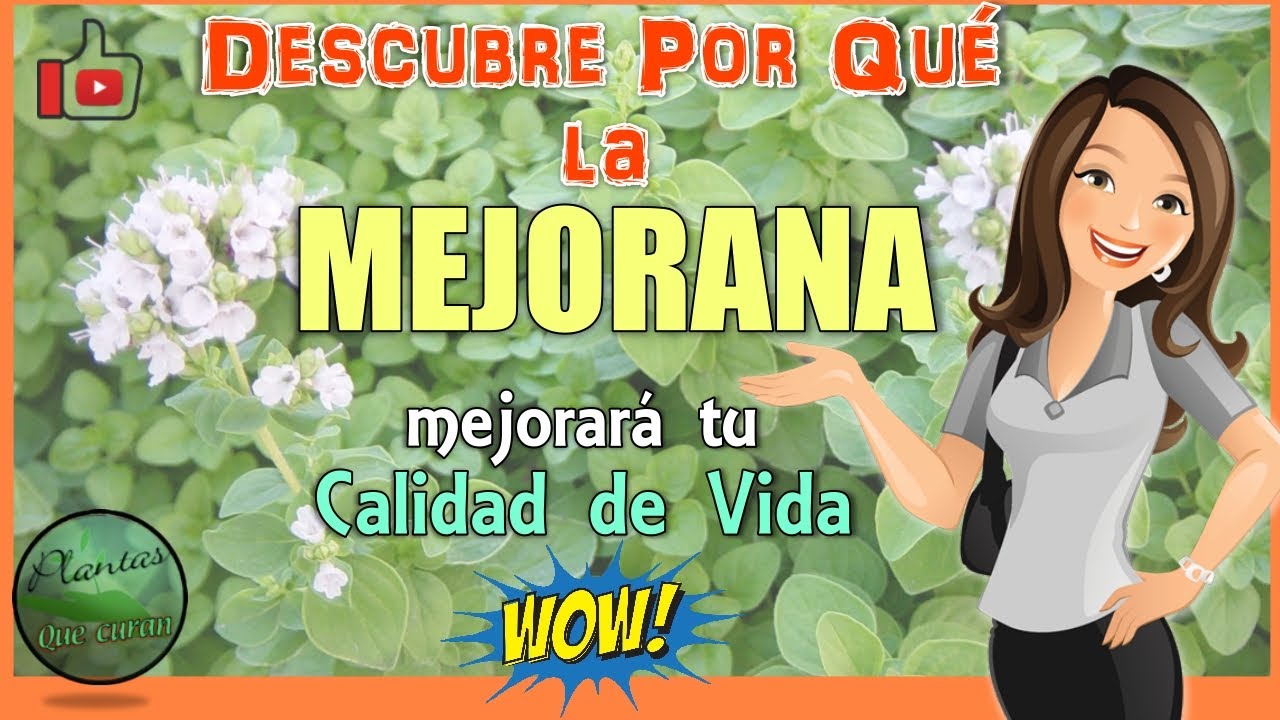 💚 MEJORANA Para que Sirve 💚 Descubre por Qu&eacute; la 👉 MEJORANA es Indispensable para tu Buena Salud ❤
