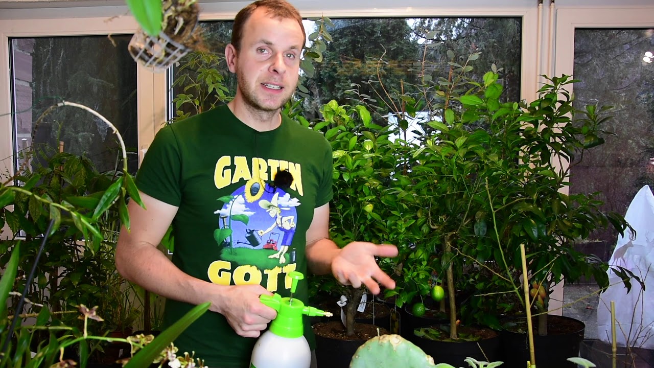 Spülmittel gegen Blattläuse // Gartenschlau.com