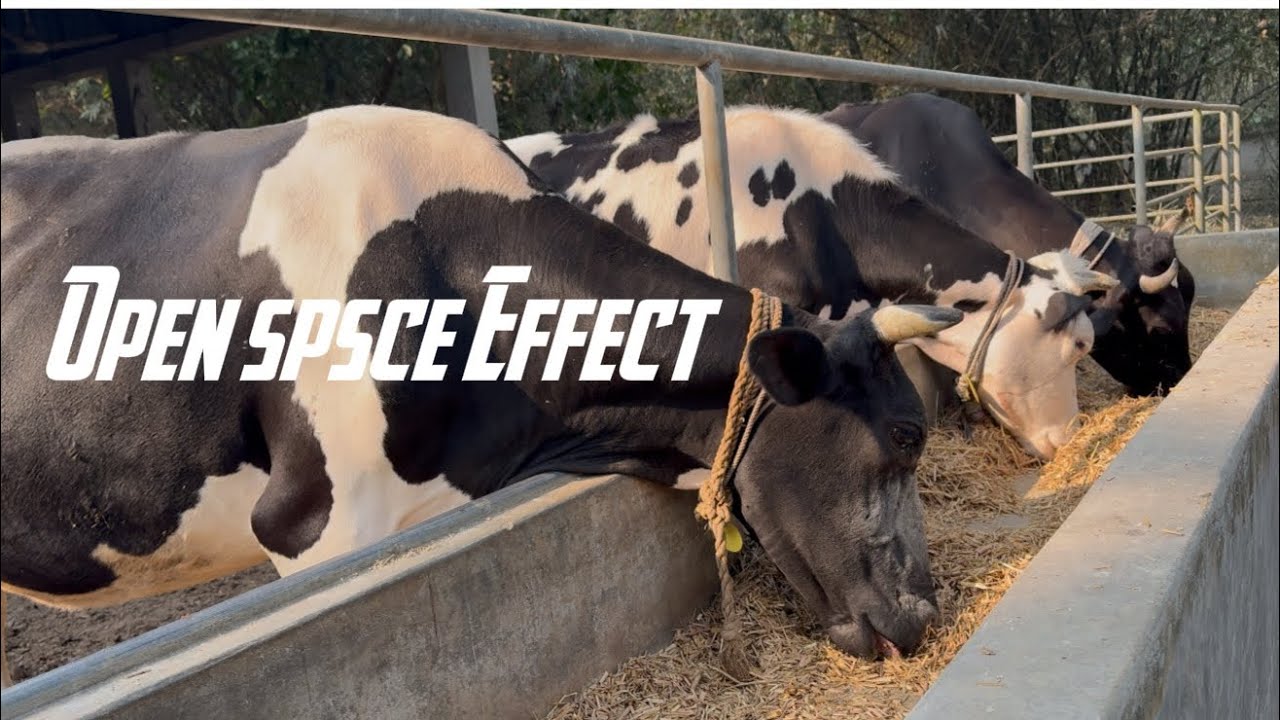 From Pain to Healthy Cow।। আমাদের খামারের বাস্তব অভিজ্ঞতা 