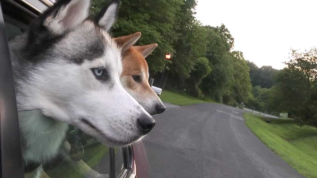 Shiba Inu, Siberian Husky Meet Deer