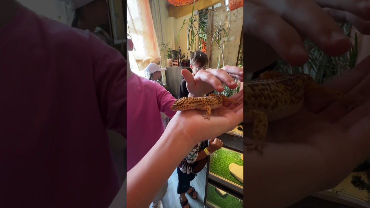 #ящерицы #двойнойзаряд #zoo #vlog #animals #vibes #music #авторскаяпесня #подпишись #путешествия