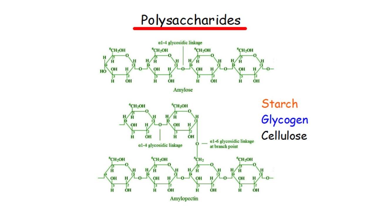 POLYSACCHARIDES|| Starch Glycogen Cellulose