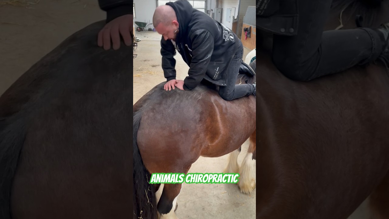 Animals Chiropractic 💚💚💚💚#animals #dogs #chiropractic #dogshorts #asmr #germany #foryou