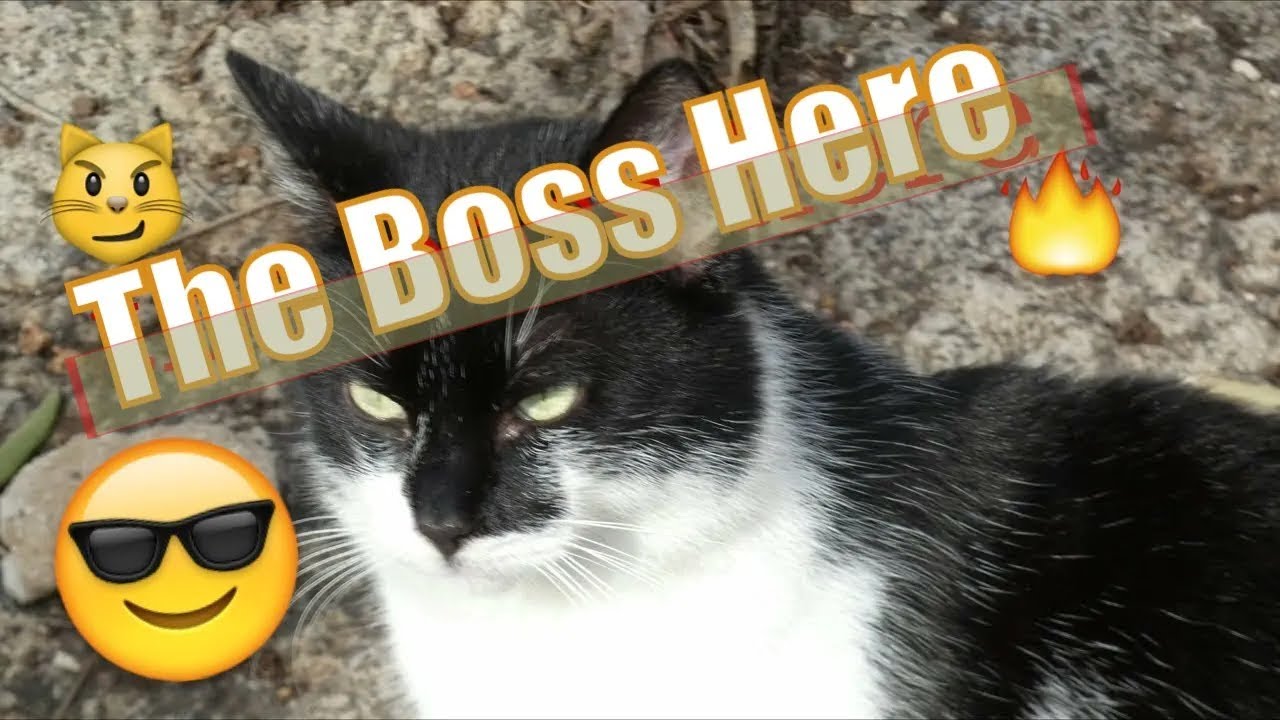 🎵🐱 Musenet A.I. Takes Over: An Improvised Journey with Cats Everywhere! [MUST WATCH] 🎹🐾