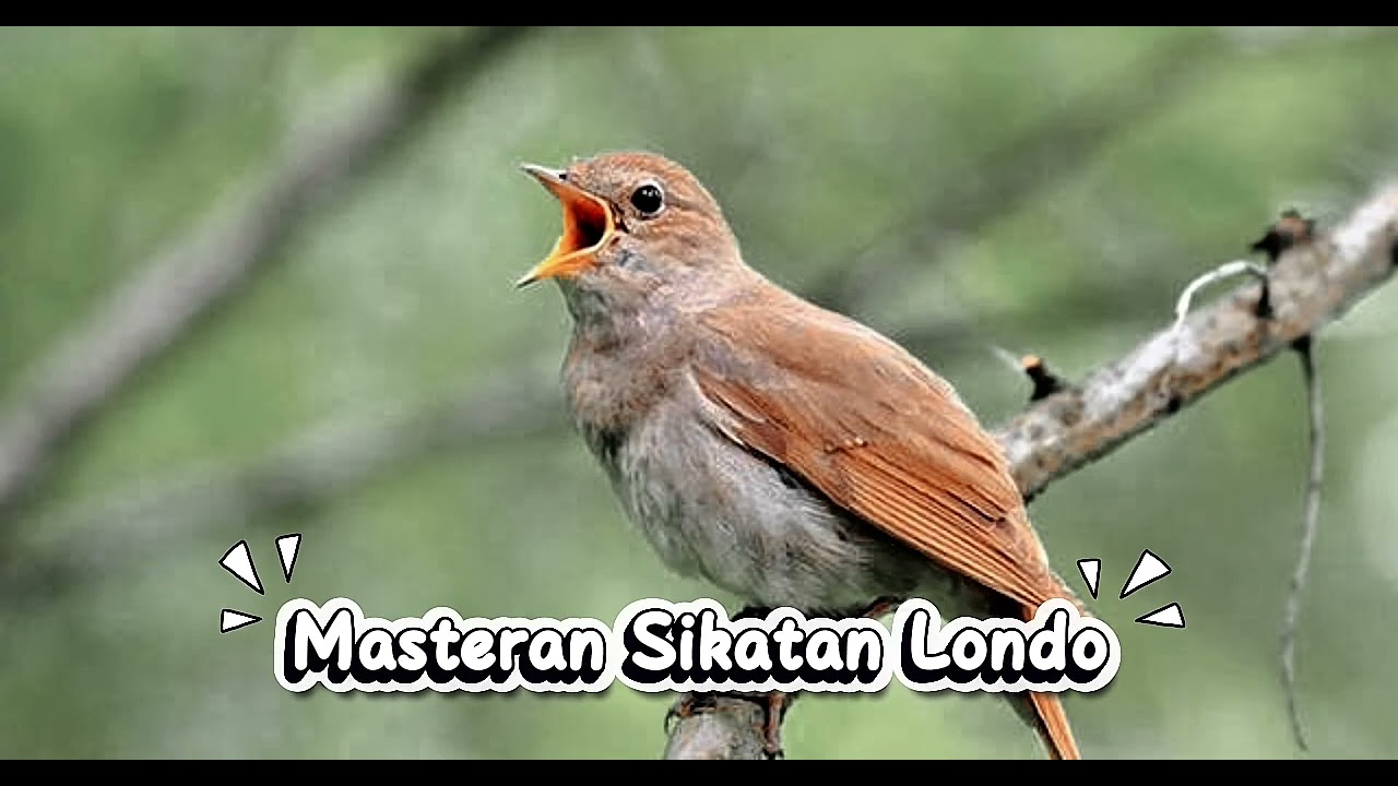 Masteran Sikatan londo, anti Gapuk #kicaumania #sikatanlondo #masteranjernih #muraibatu #terapi 