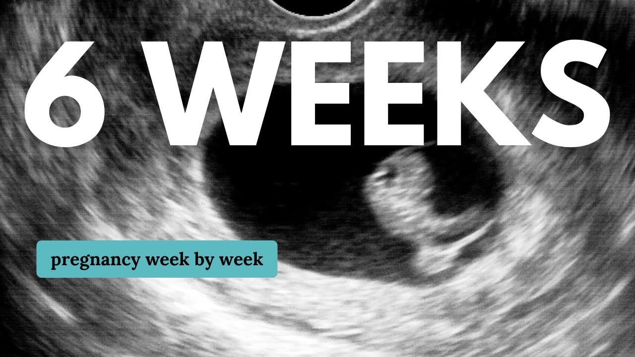 6 недель беременности 🤰 Чего ожидать: изменения для вас и развития ребенка