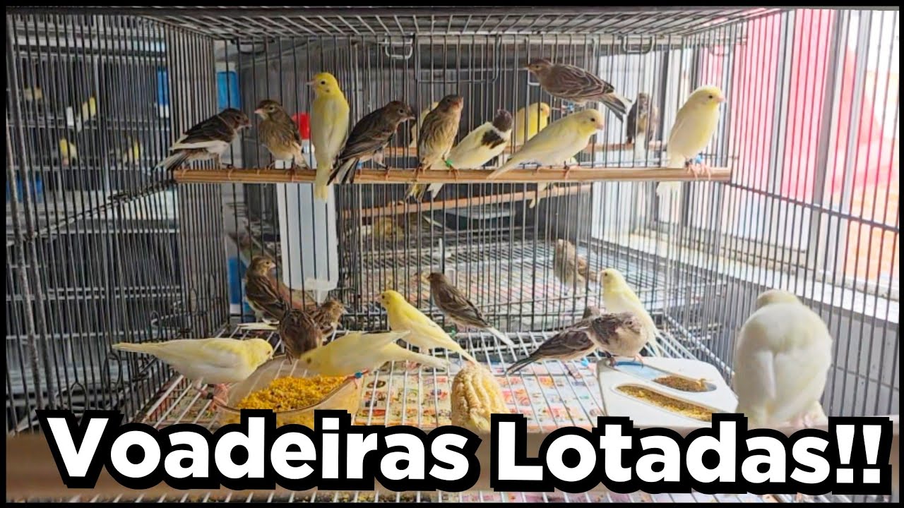 Dica pra evitar peito seco nos filhotes pós desmame 