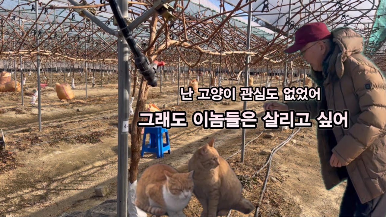 포도밭 사장님의 부탁…. 이놈들좀 살리고 싶은데, 도와줄수 있나?