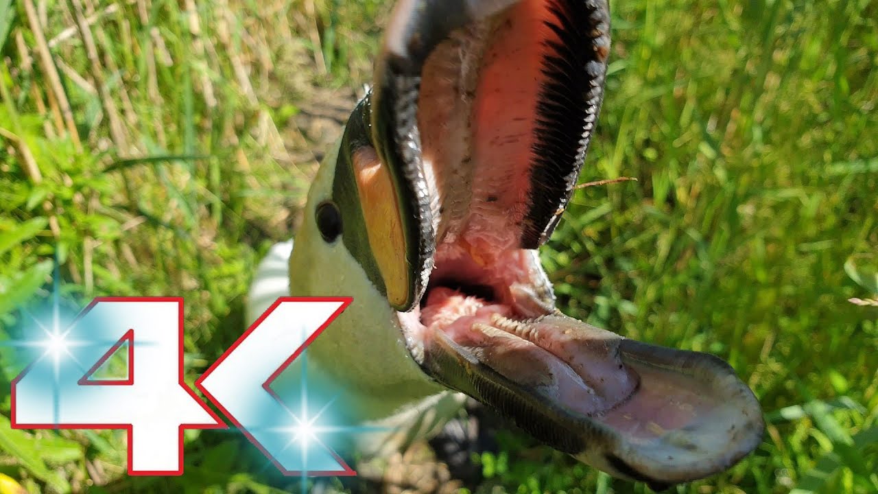 A Huge Hissing Swan ATTACK ME