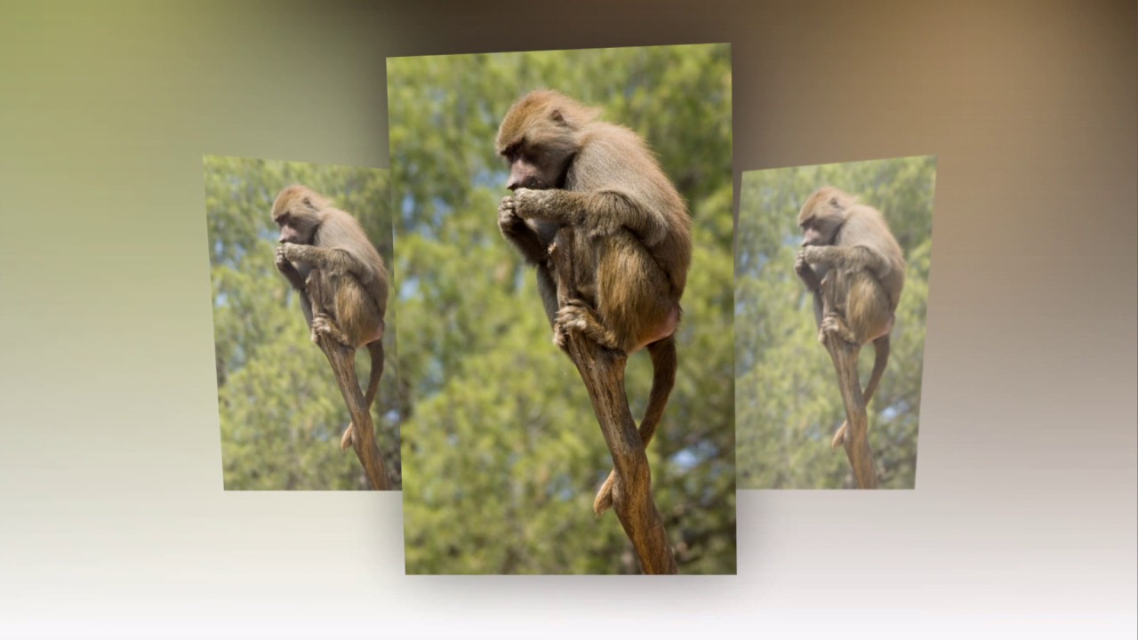 Baboon yellow - the yellow baboon papio cynocephalus monkey