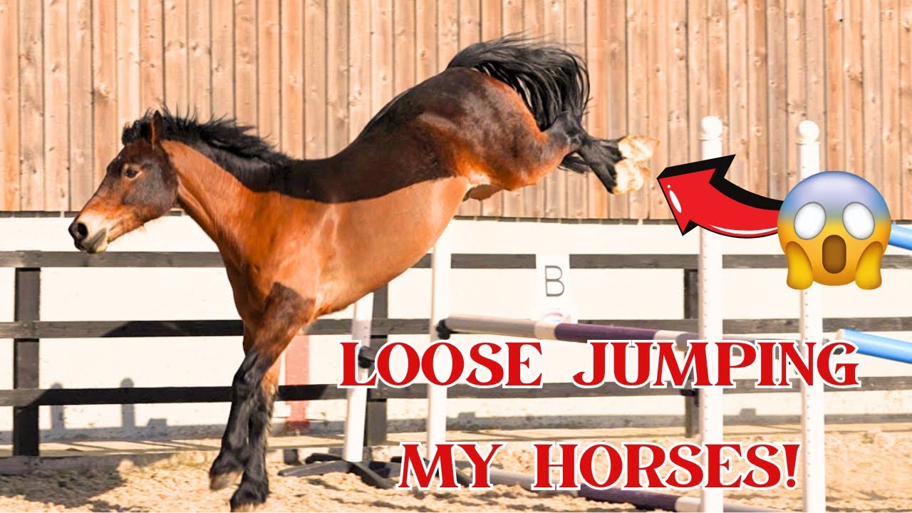 LOOSE JUMPING THE HORSES!