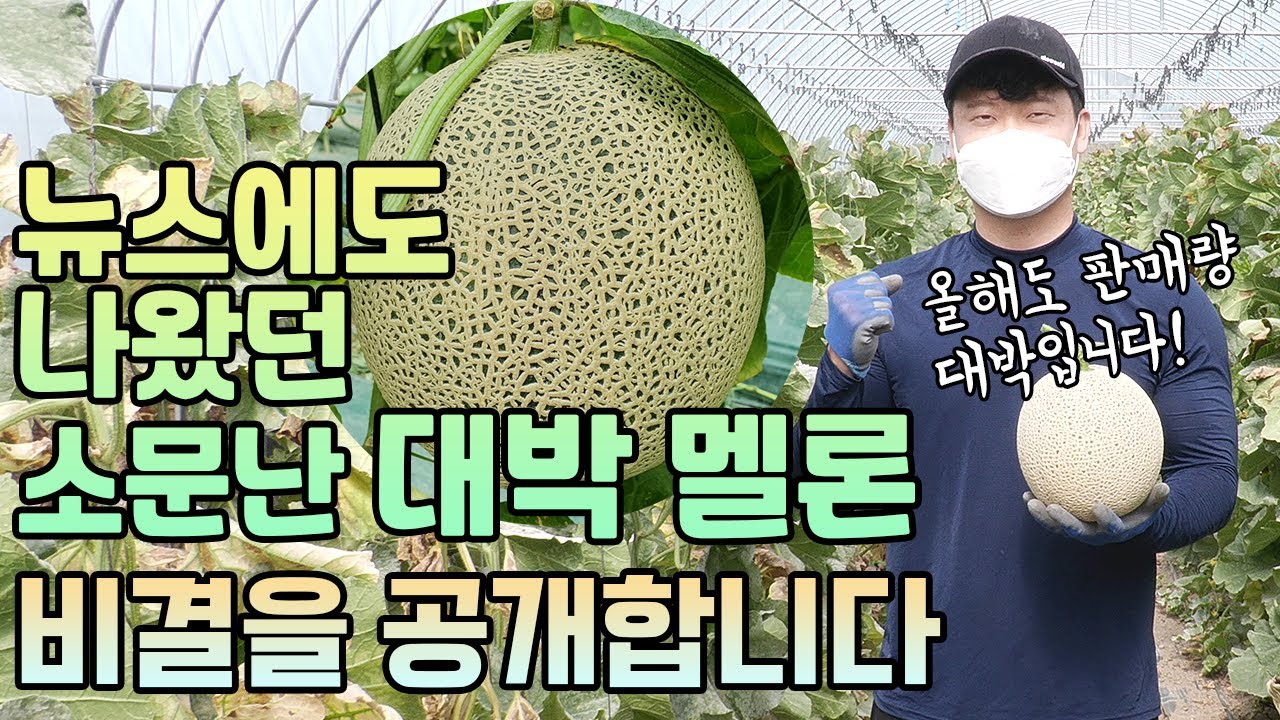생산량 & 판매량 대박난 멜론! 고품질 다수확 멜론 재배 비결 공개
