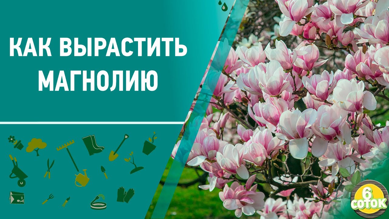 Как вырастить магнолию. 6 соток 10.05.2021