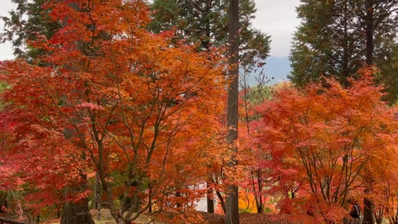 2024/11/16　超超超超超綺麗な紅葉です！　きららの森　〜愛媛県久万高原町〜
