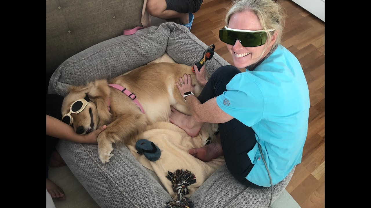 Sadie's total hip replacement rehab