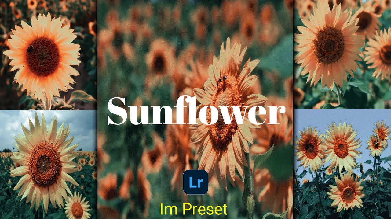 How to Edit Sunflower Lightroom Mobile Preset | Im Preset | Grain Preset | Aesthetic Preset |